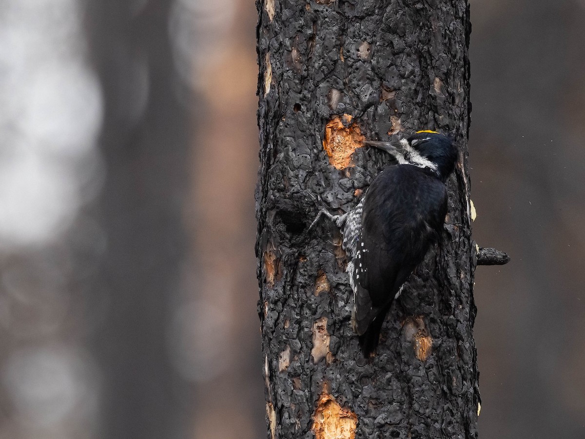 Black-backed Woodpecker - ML617120315