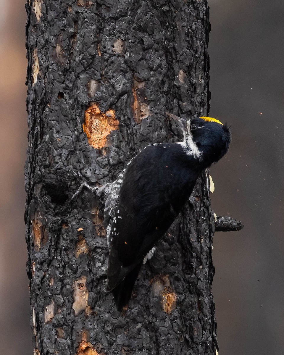 Black-backed Woodpecker - Andy DeBroux