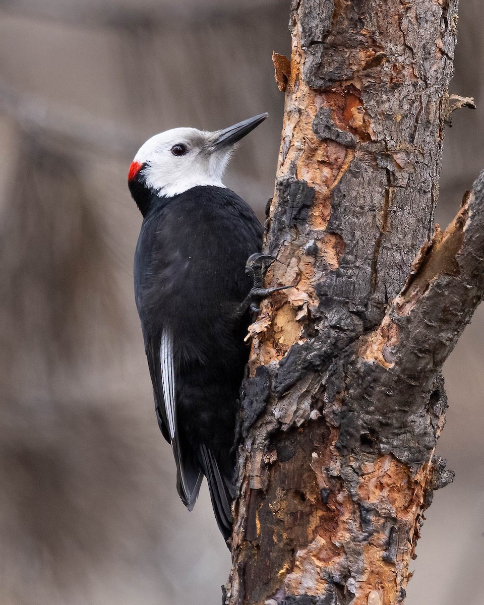 White-headed Woodpecker - Andy DeBroux