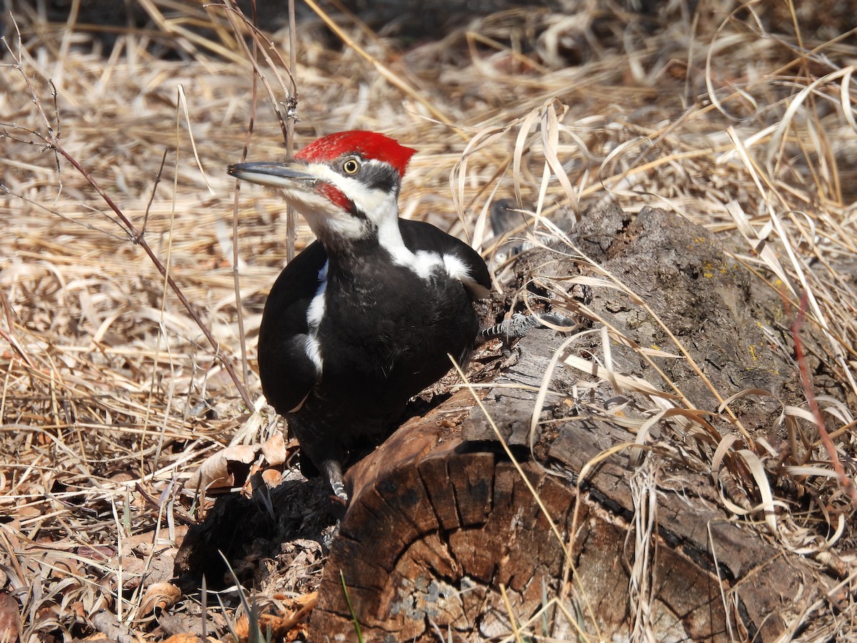 Pileated Woodpecker - ML617120324