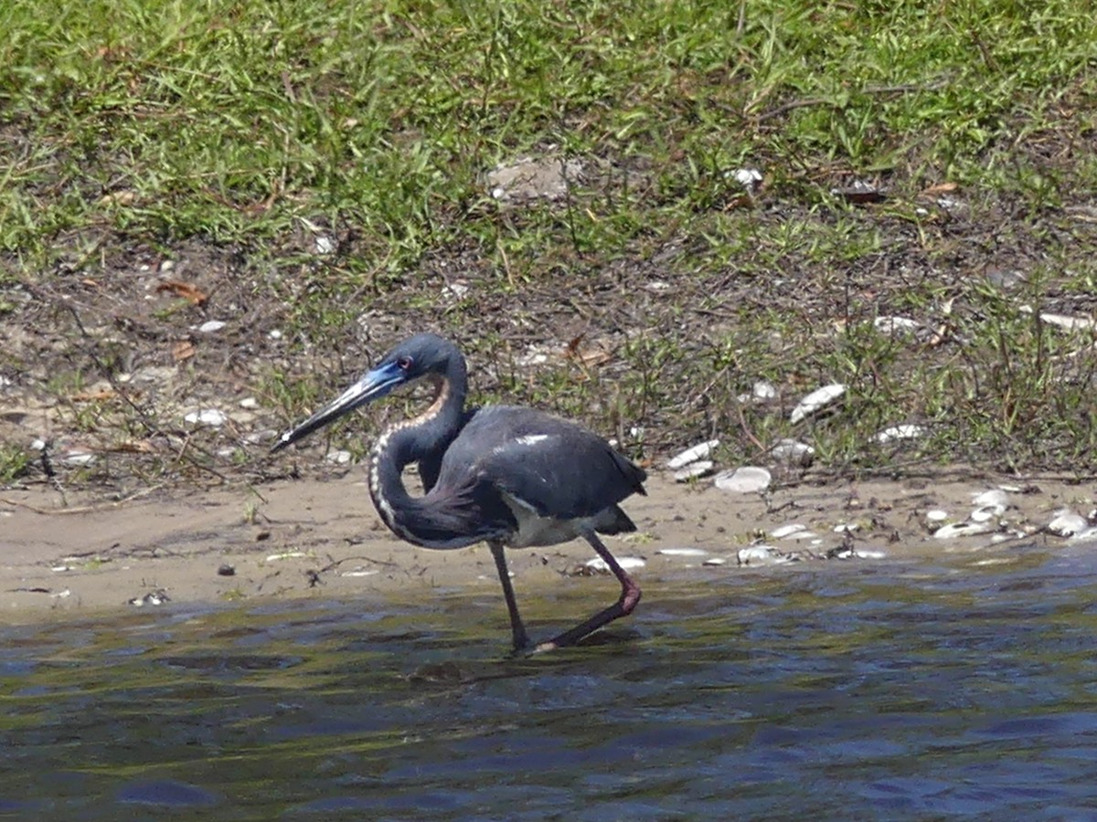 Tricolored Heron - Betty Holcomb