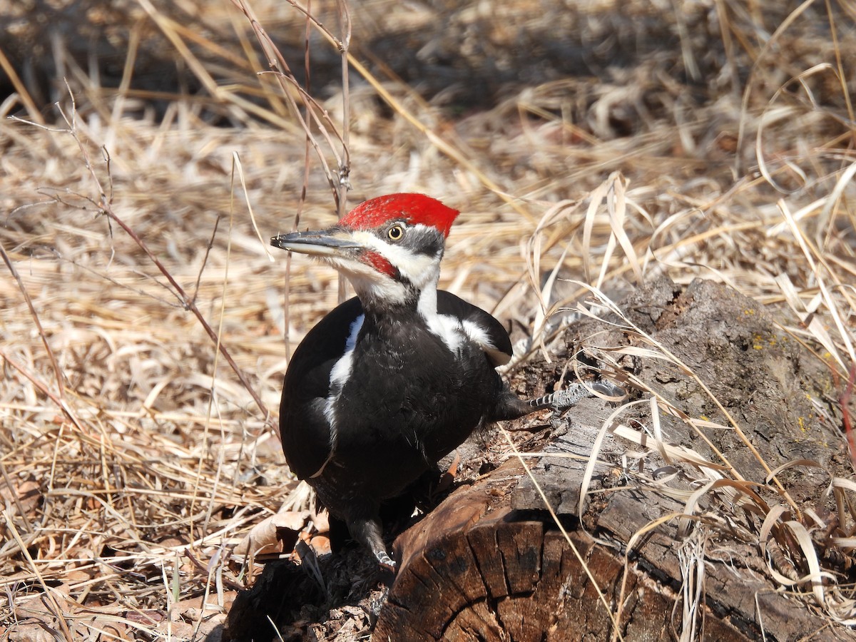 Pileated Woodpecker - ML617120355