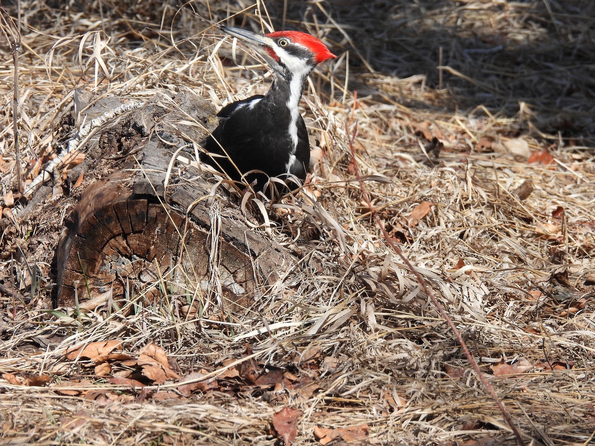 Pileated Woodpecker - ML617120383