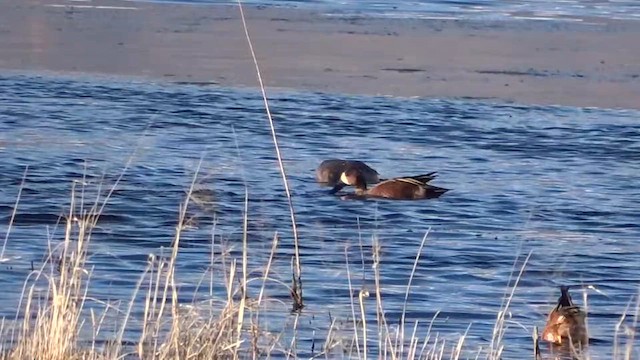 Blue-winged x Cinnamon Teal (hybrid) - ML617120407