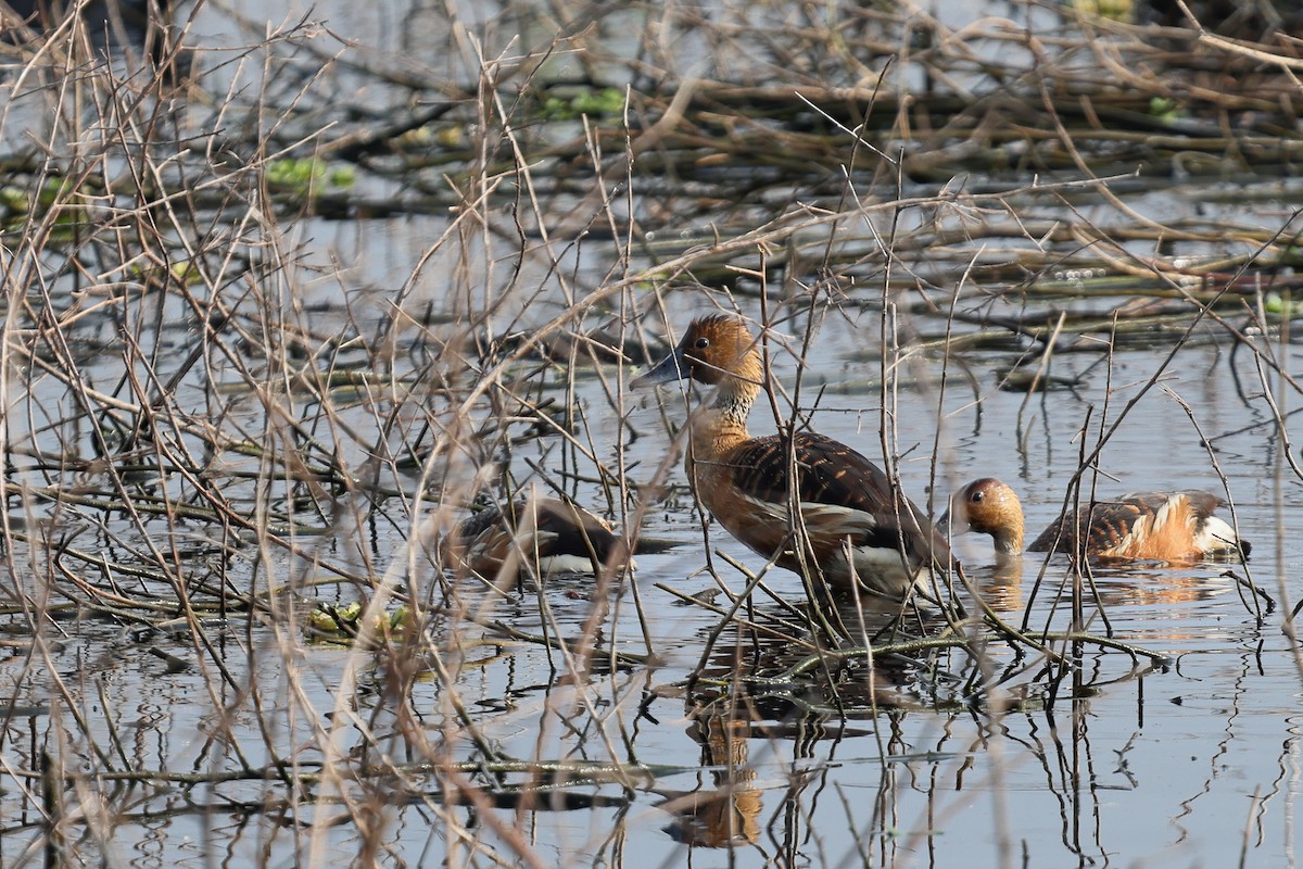 Fulvous Whistling-Duck - ML617120431