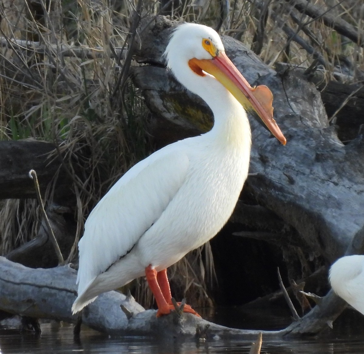 pelikán severoamerický - ML617120457