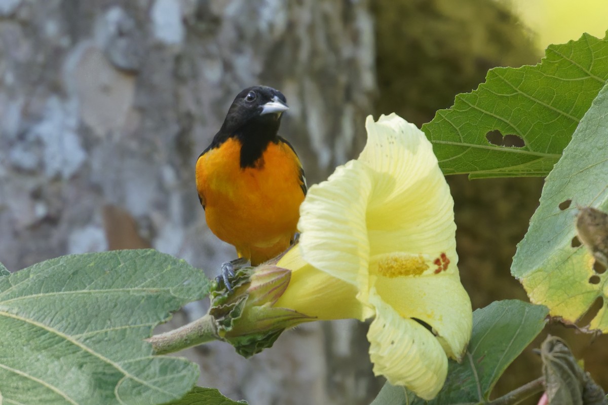 Baltimore Oriole - ML617120465