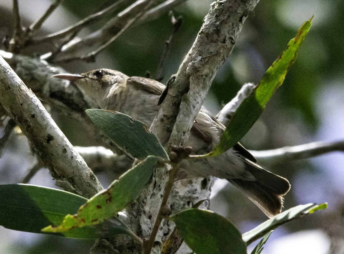 Brown-backed Honeyeater - Rebel Warren and David Parsons