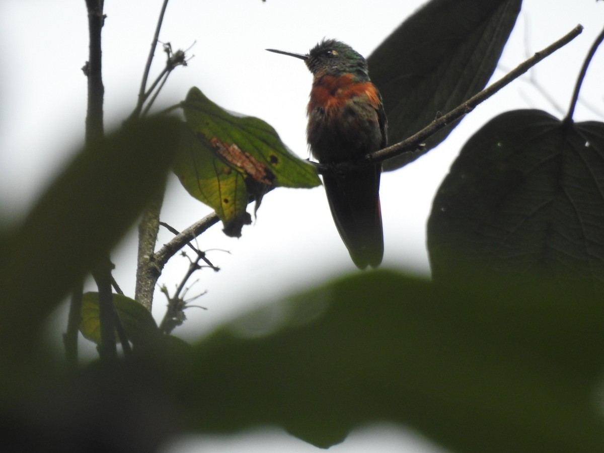 kolibřík peruánský - ML617120526