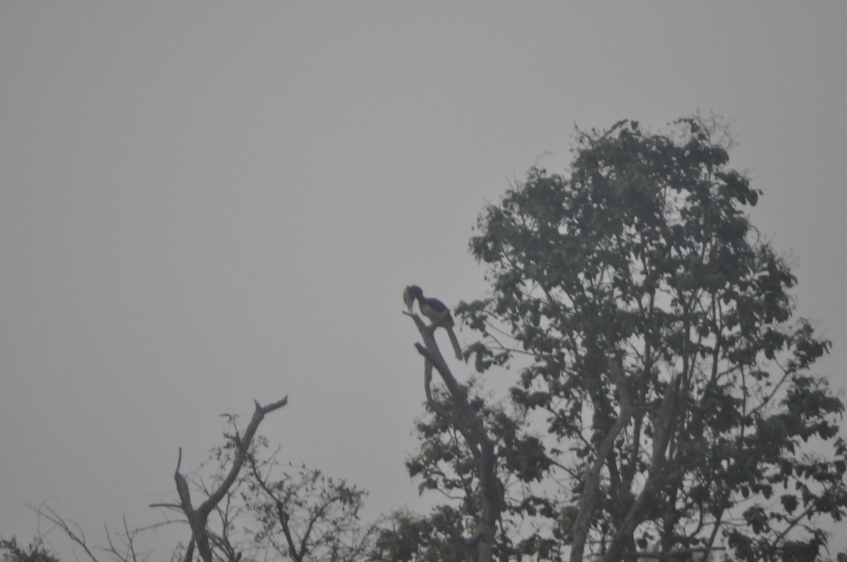 Malabar Pied-Hornbill - Anirudh Nayak