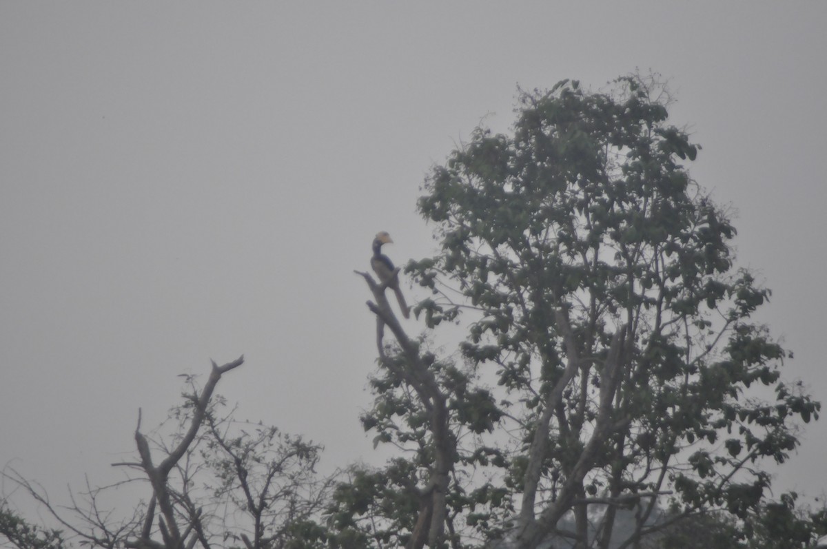 Индийская птица-носорог - ML617120535