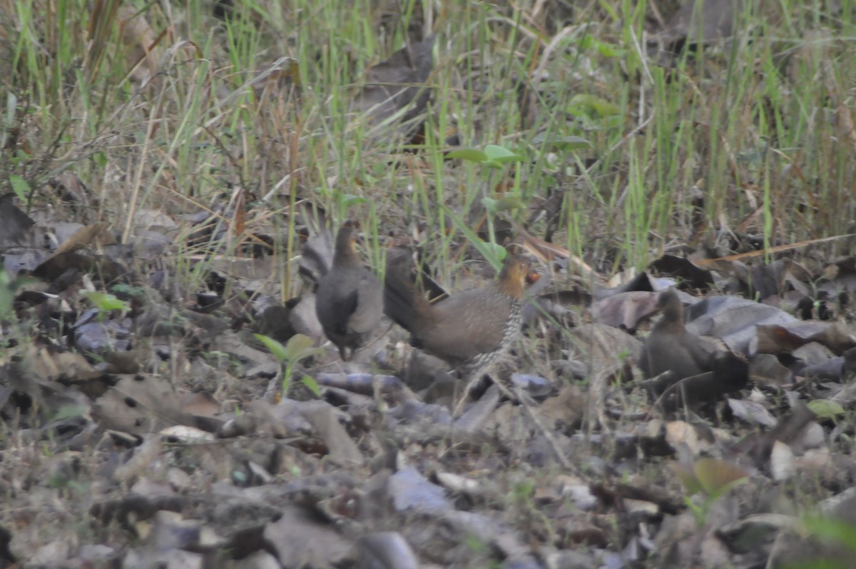 Gray Junglefowl - Anirudh Nayak