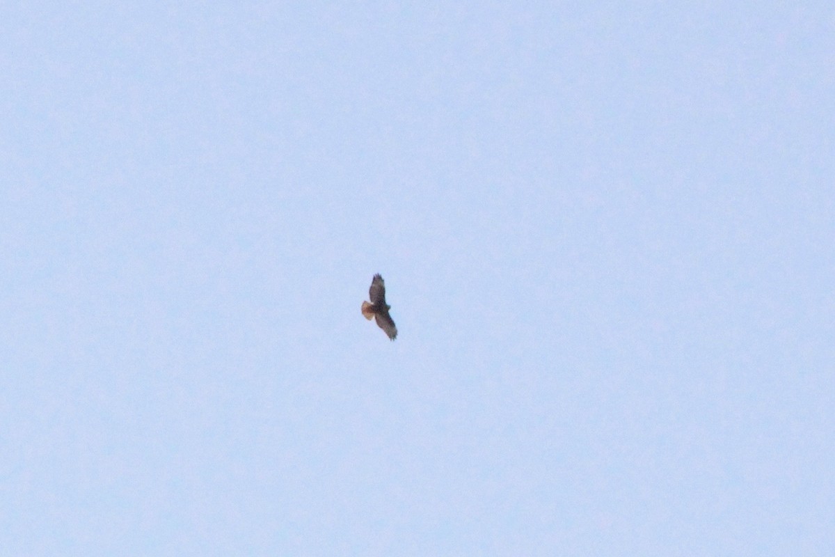 Red-tailed Hawk (calurus/abieticola) - Mike McBrien