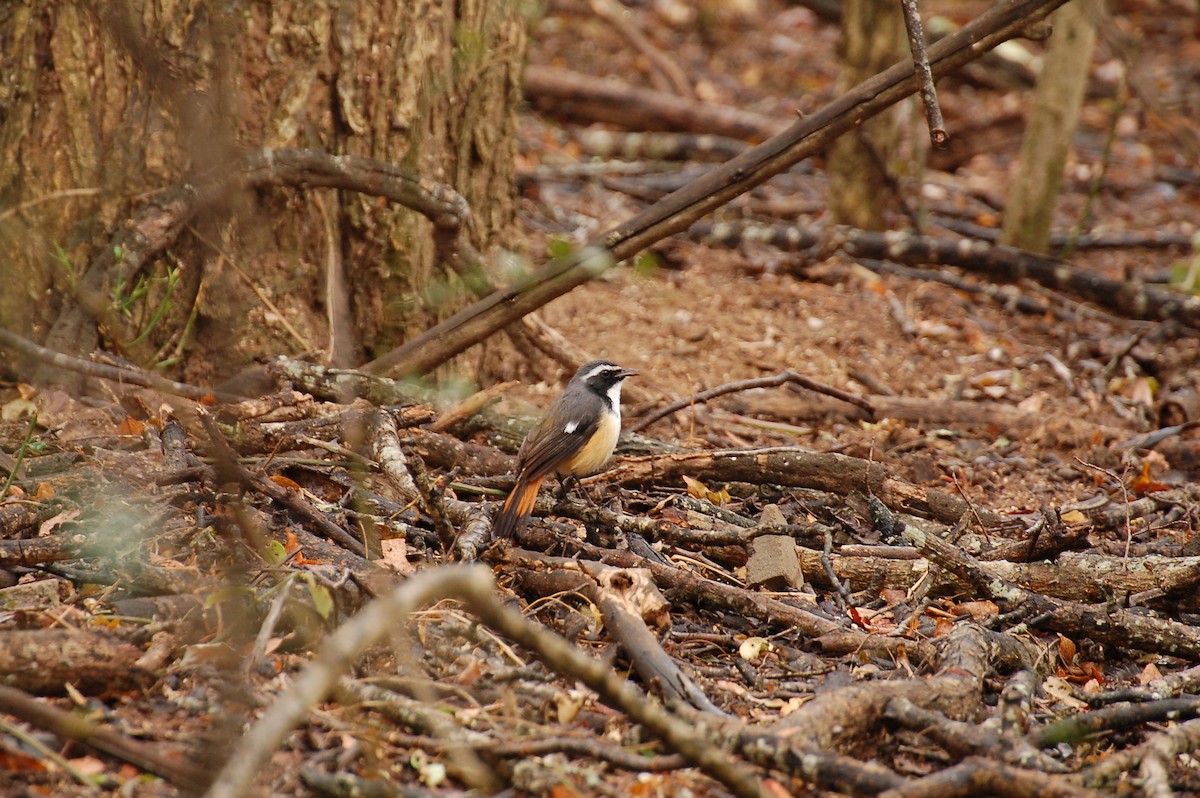 White-throated Robin-Chat - ML617120596