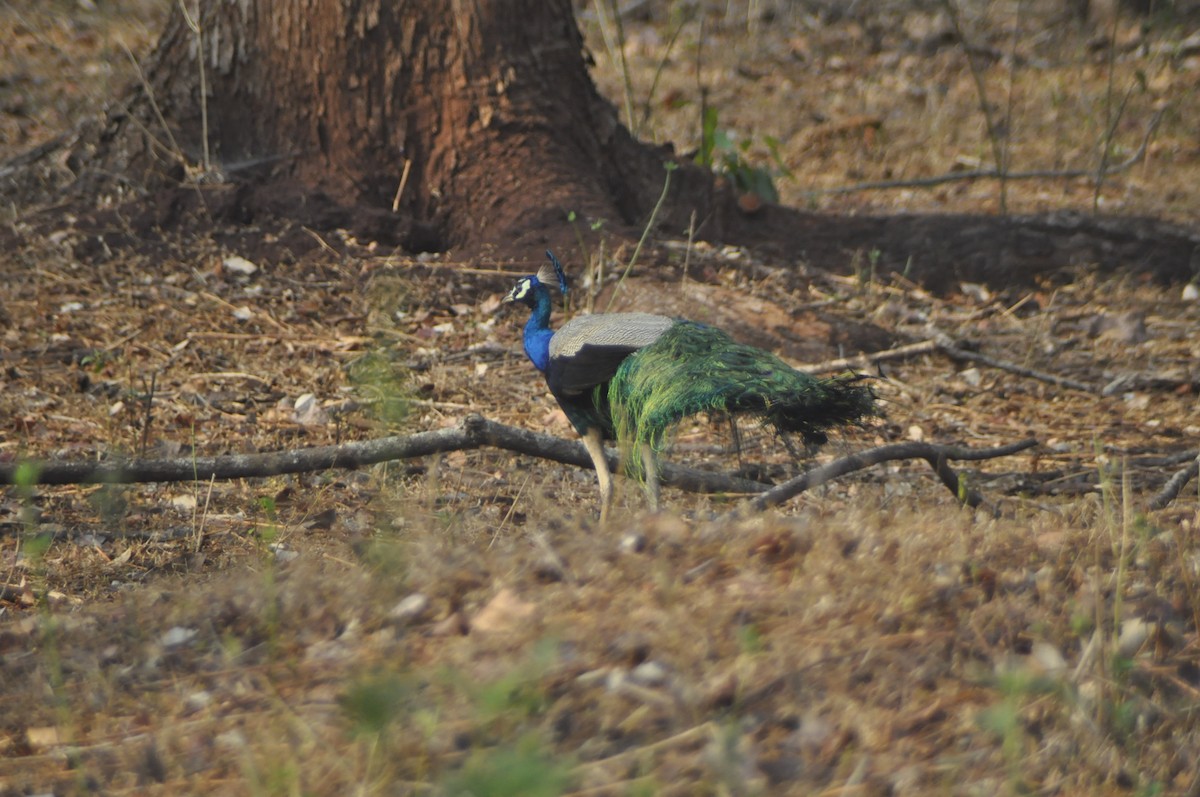 Indian Peafowl - Anirudh Nayak