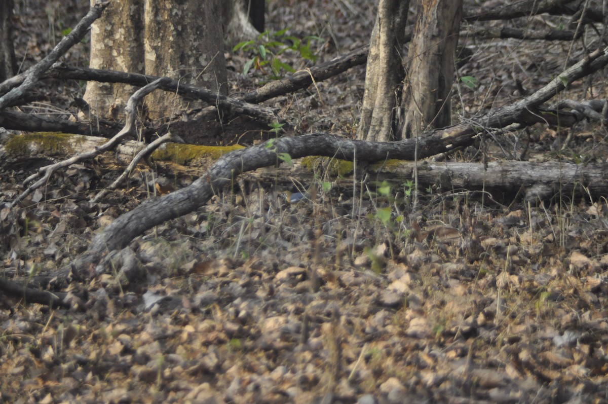 Orange-headed Thrush - ML617120617