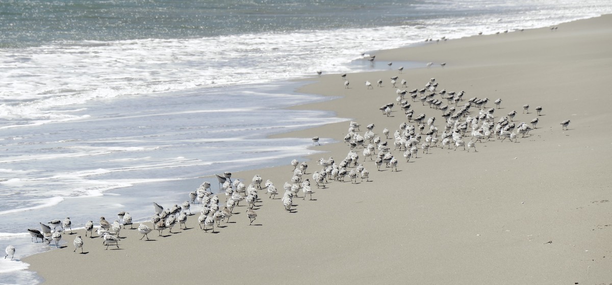 Sanderling - Jerry Hiam