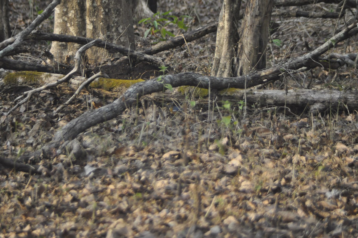 Orange-headed Thrush - Anirudh Nayak