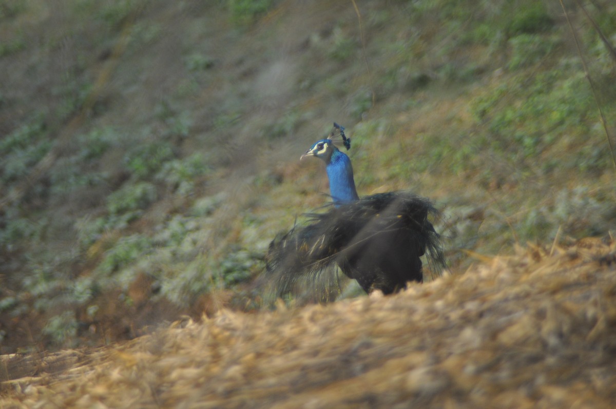 Indian Peafowl - Anirudh Nayak