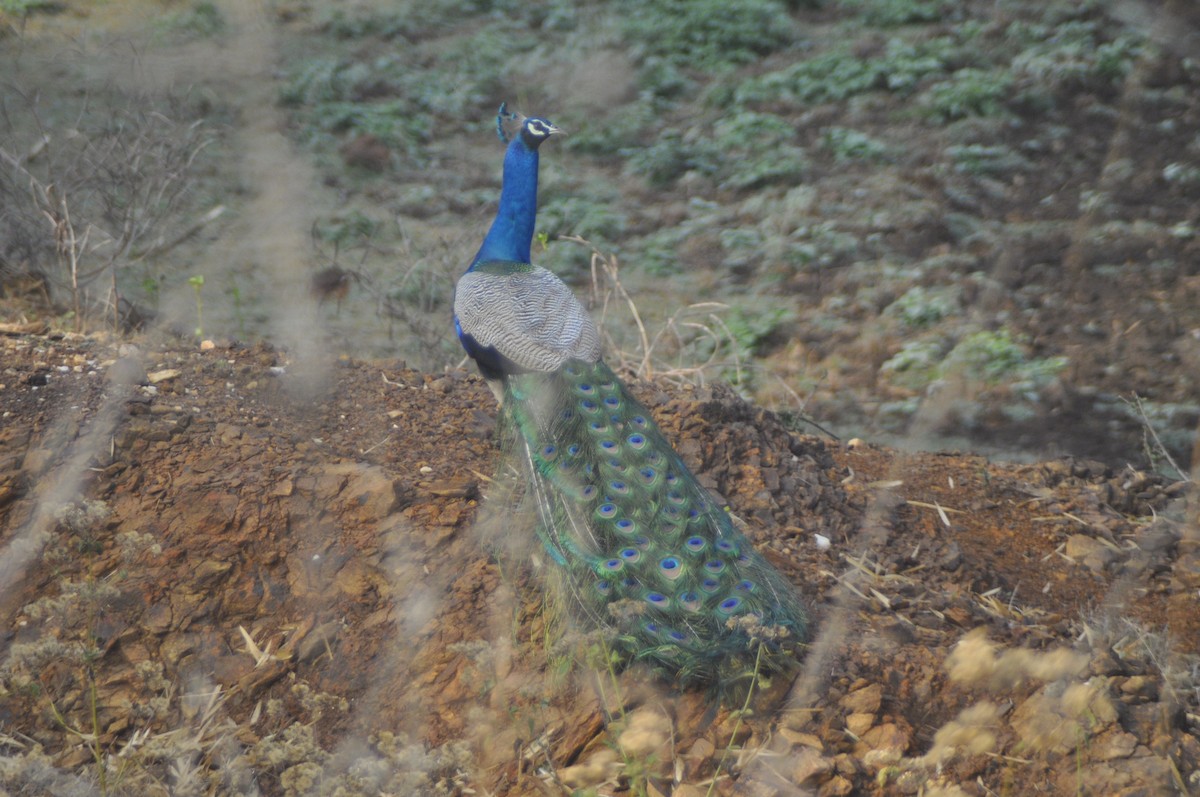 Indian Peafowl - Anirudh Nayak