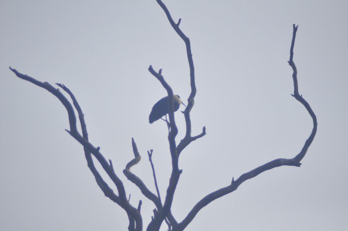 Asian Woolly-necked Stork - Anirudh Nayak
