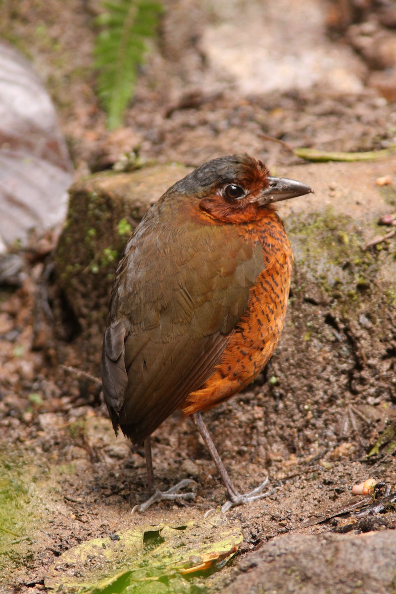 Giant Antpitta - Brad Benter