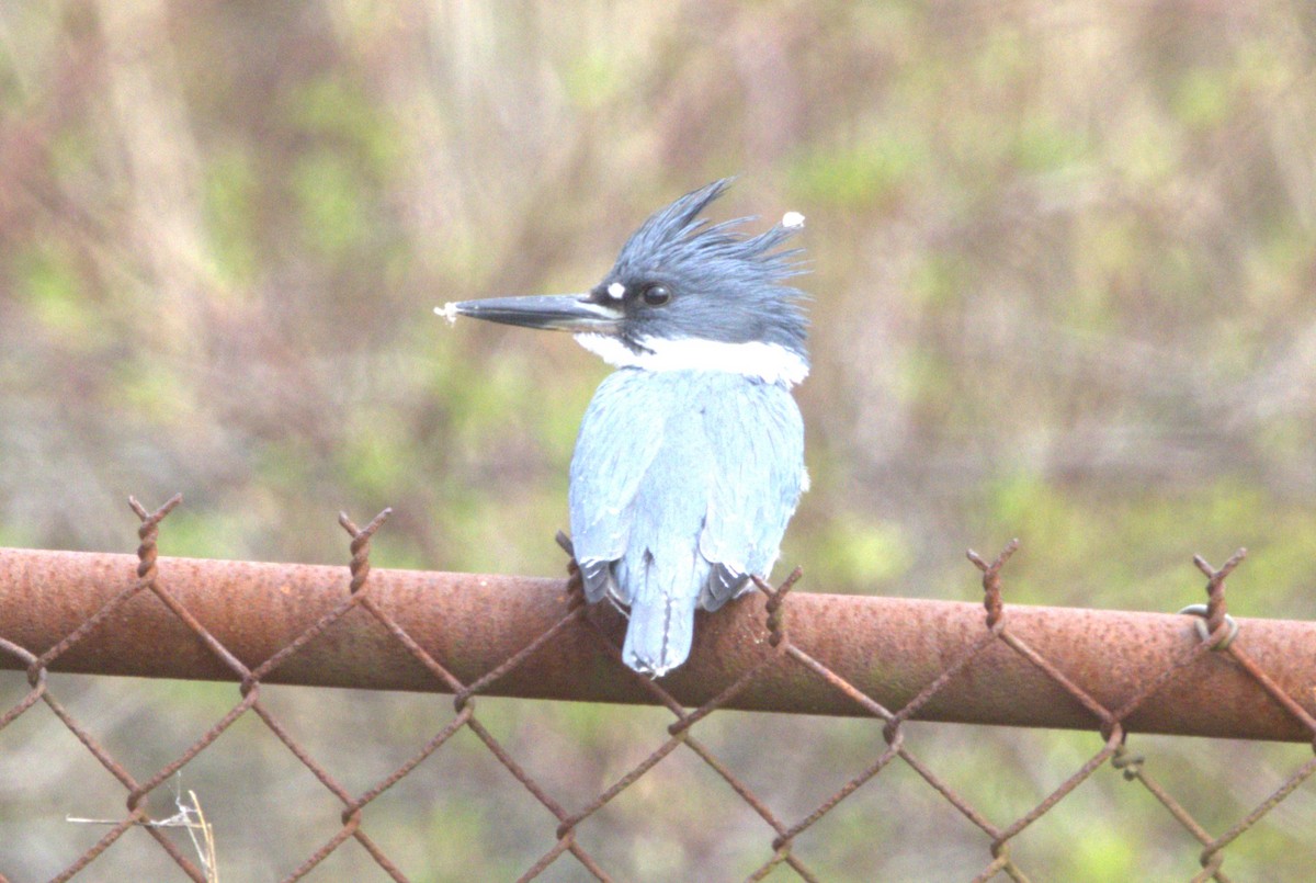 Belted Kingfisher - ML617120746