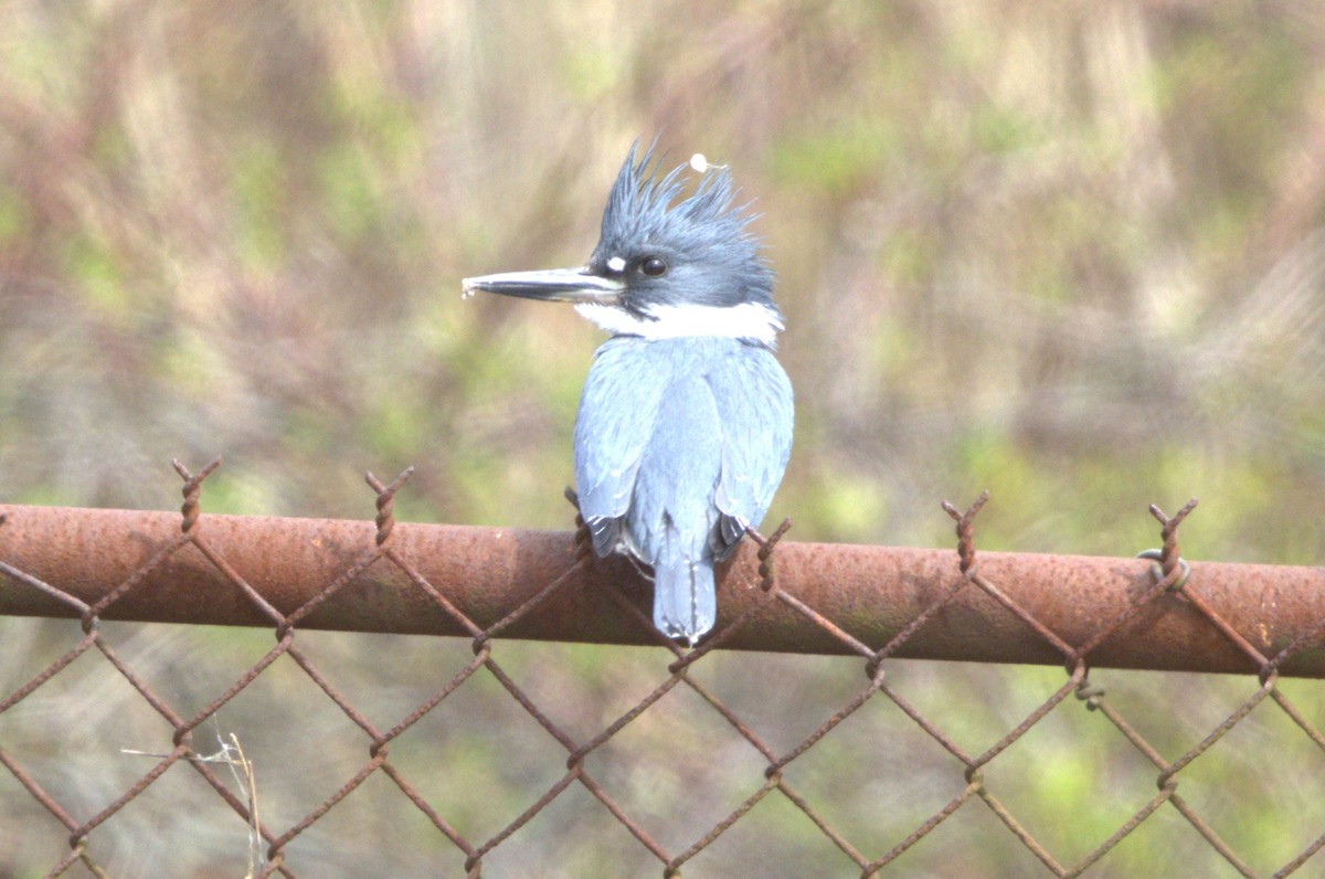 Belted Kingfisher - ML617120747