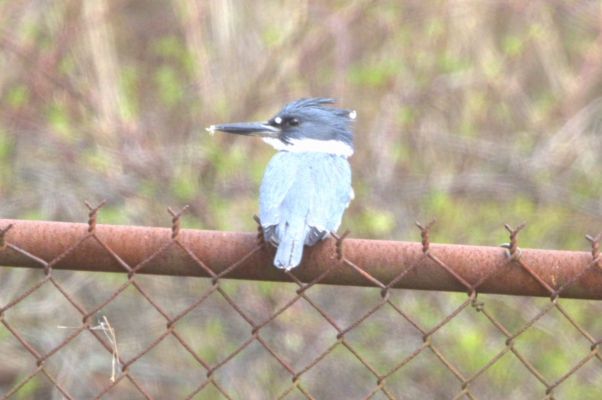 Belted Kingfisher - ML617120748