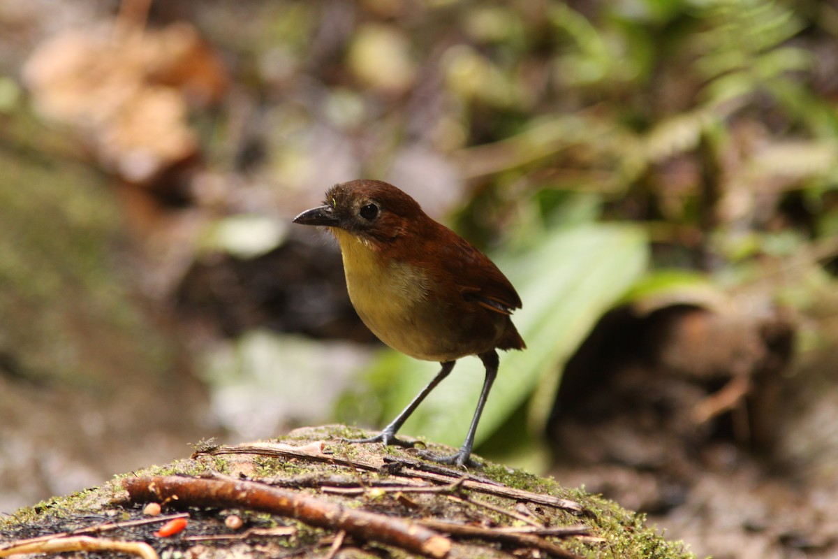 Yellow-breasted Antpitta - Brad Benter