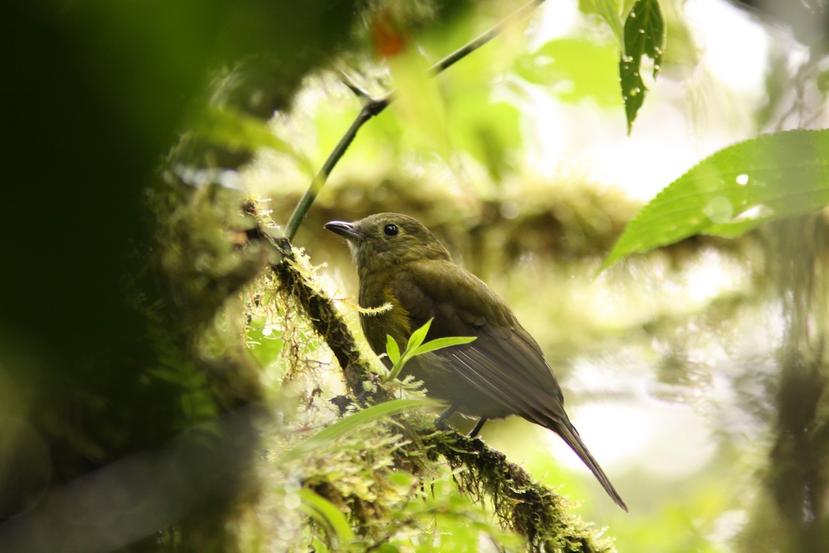 Olivaceous Piha - Brad Benter