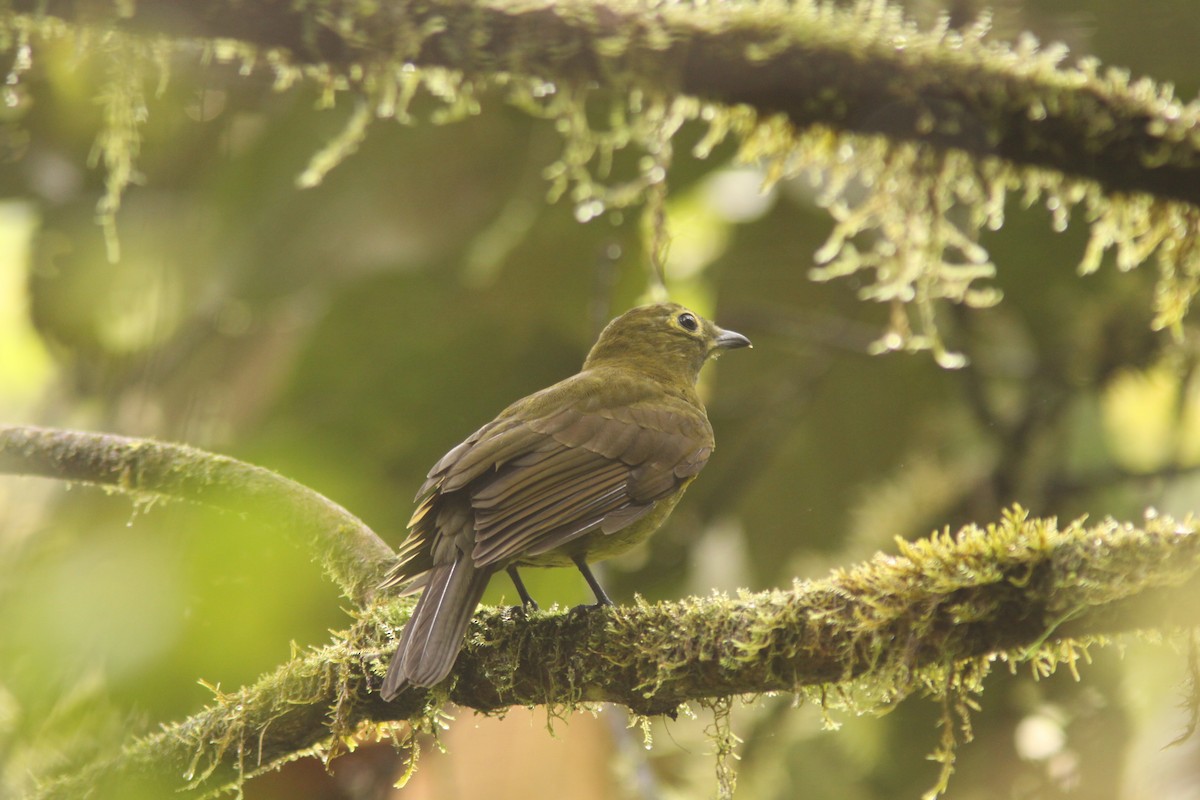 Olivaceous Piha - Brad Benter