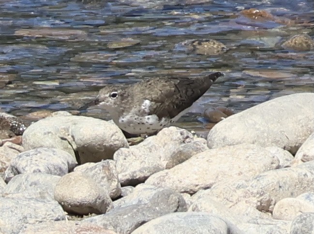 Spotted Sandpiper - ML617120828