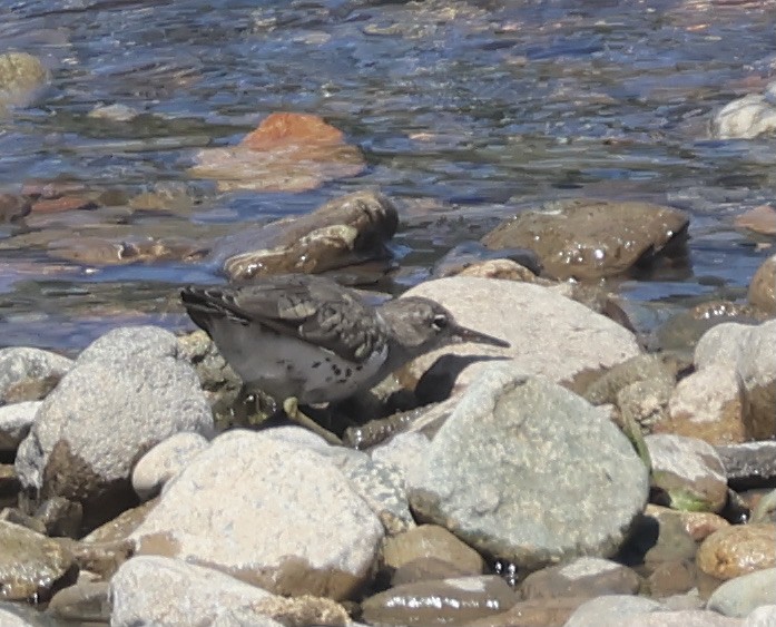 Spotted Sandpiper - ML617120835