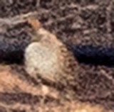 Elegant Quail - ML617120853