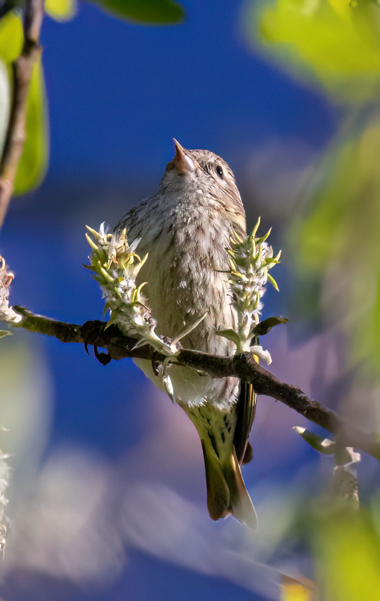 Pine Siskin - Jeff Todoroff