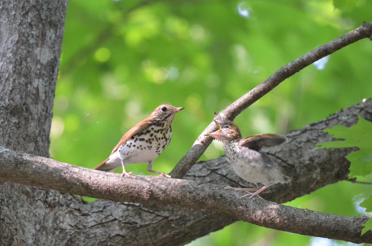 Wood Thrush - ML617120880