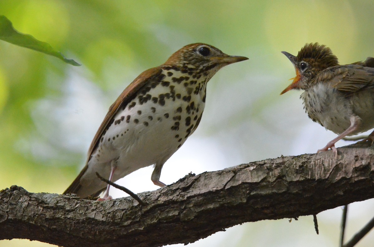 Wood Thrush - ML617120881