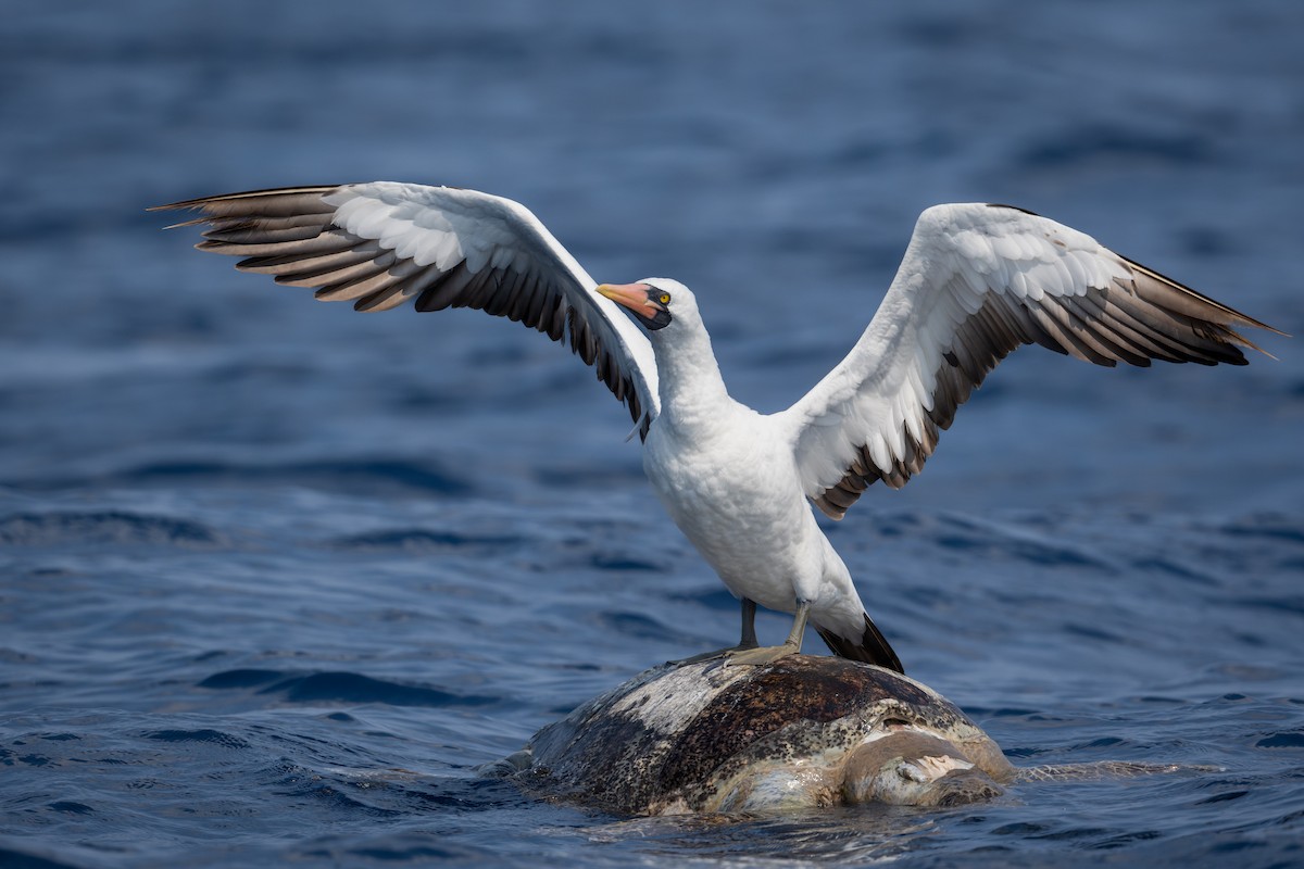 Nazca Booby - ML617120962