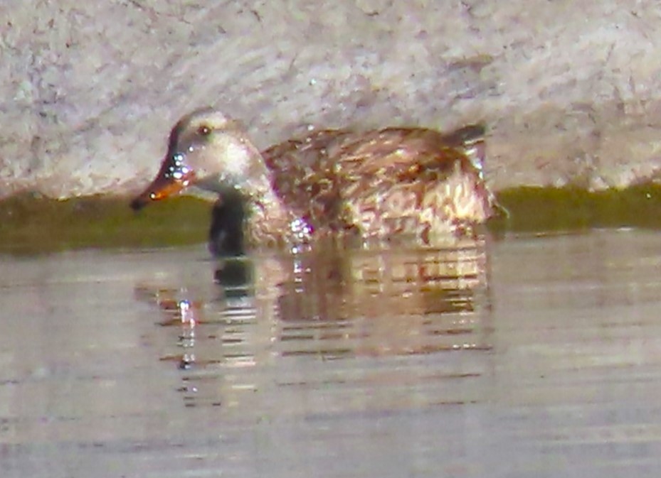 Gadwall - Patrick O'Driscoll