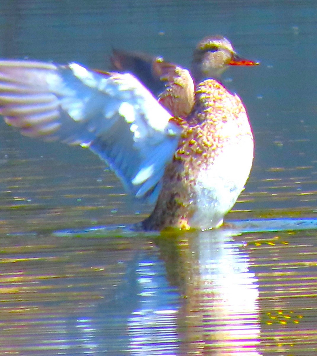 Gadwall - ML617121007