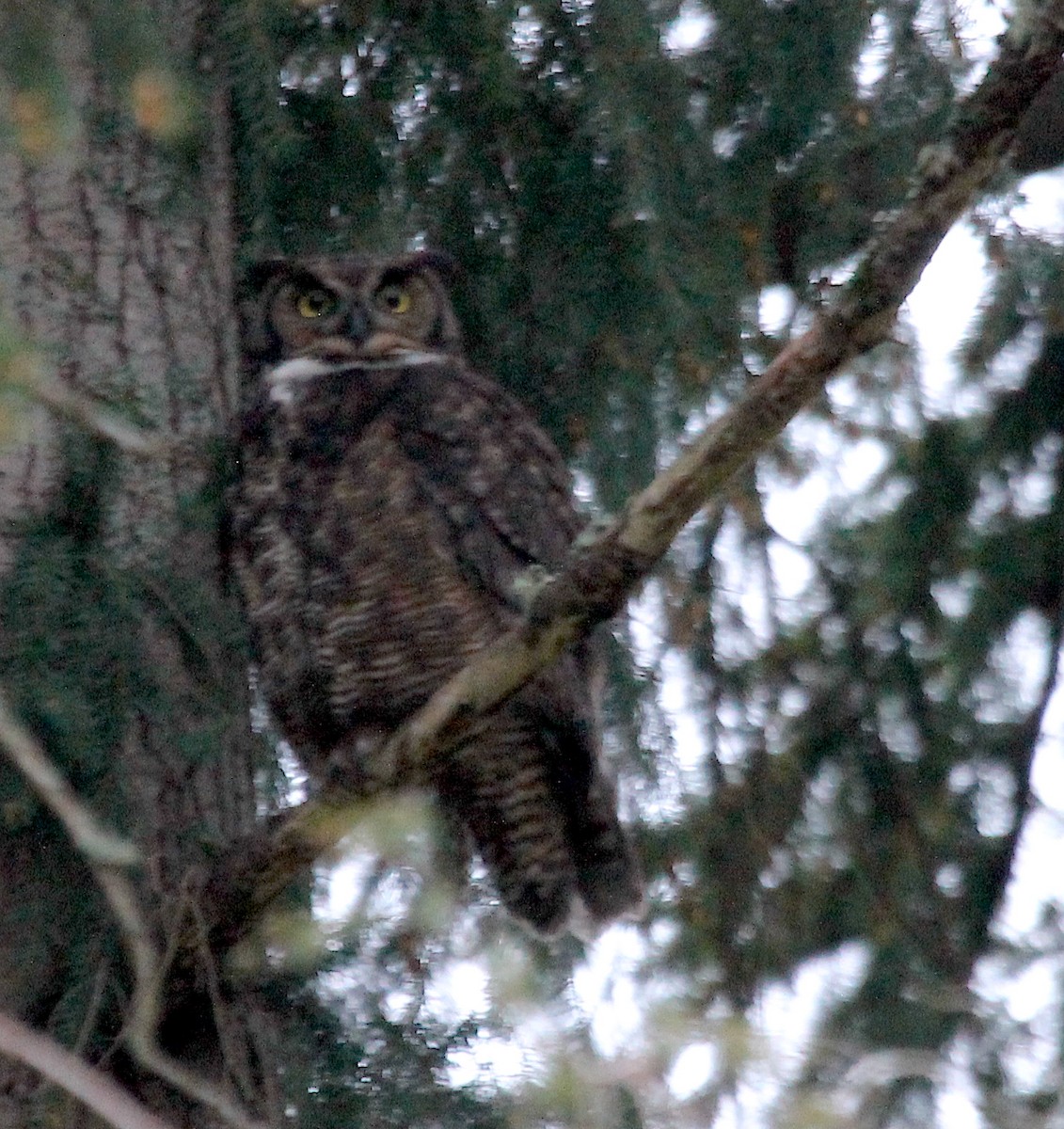 Great Horned Owl - ML617121046