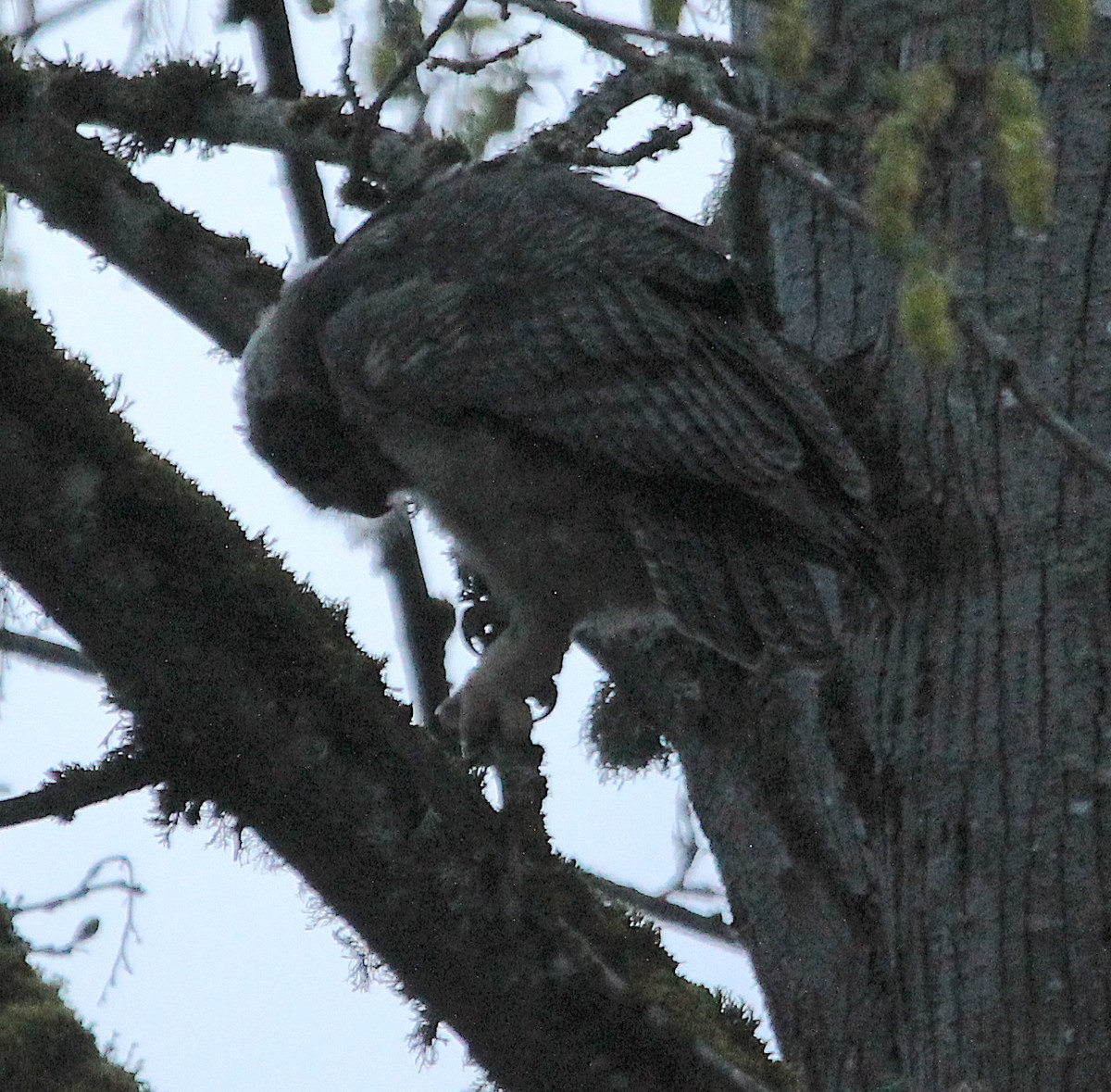 Great Horned Owl - ML617121049