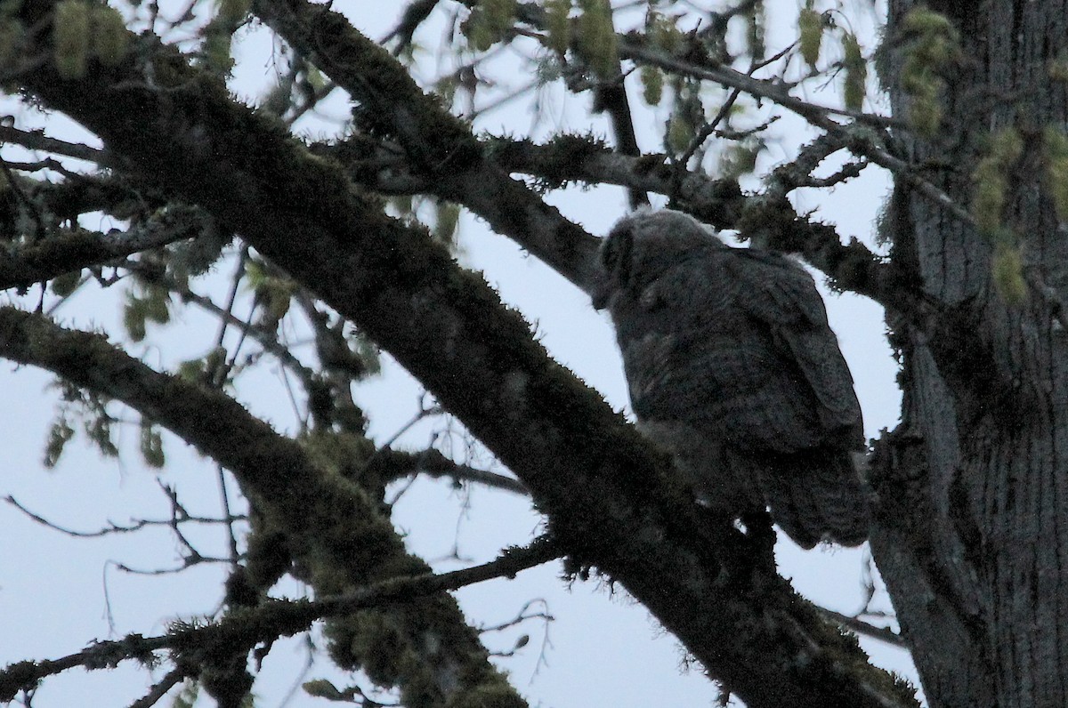 Great Horned Owl - ML617121052