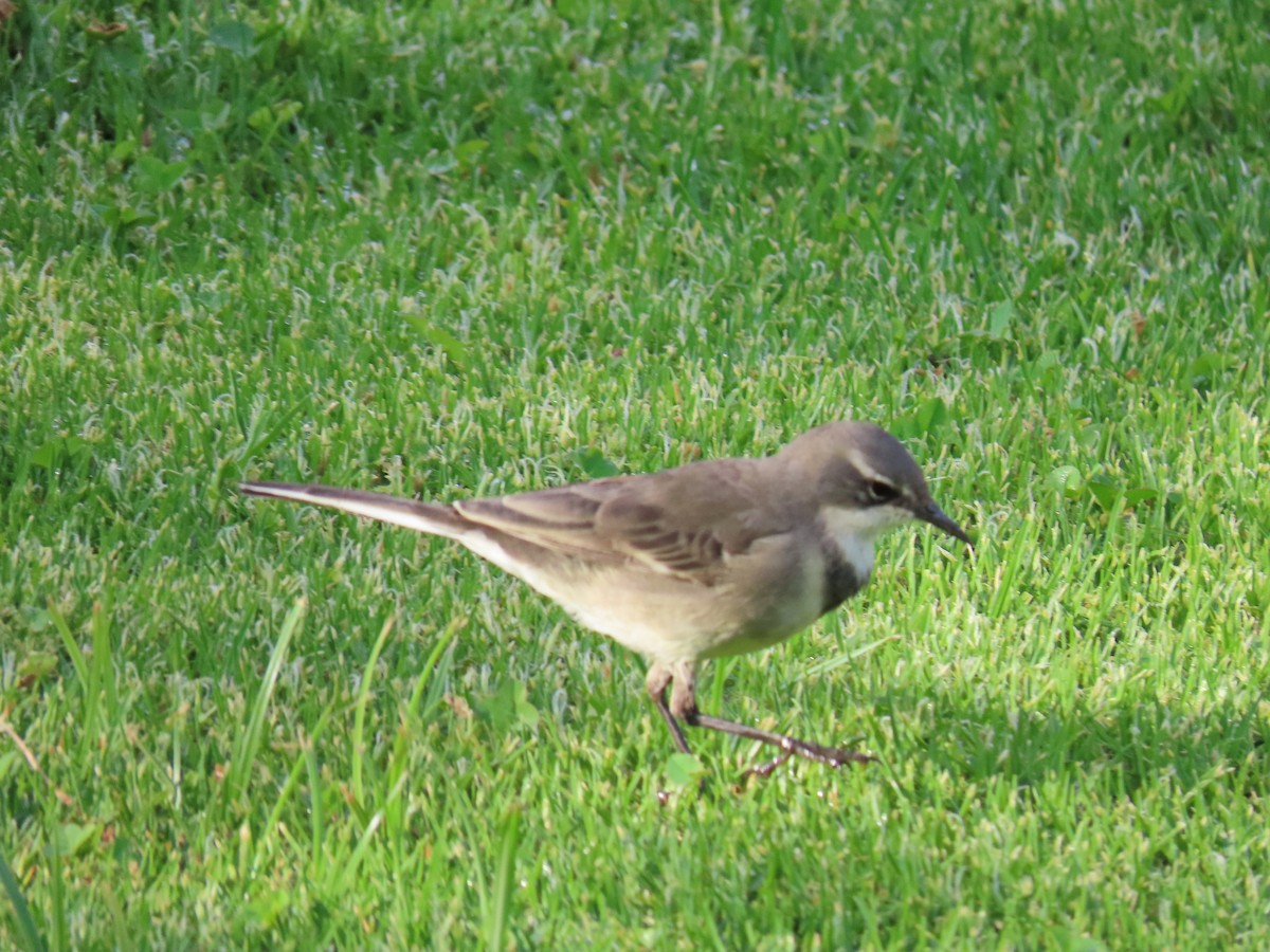 Cape Wagtail - ML617121053