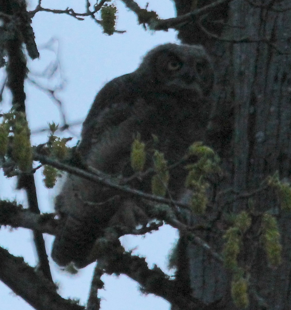 Great Horned Owl - ML617121055