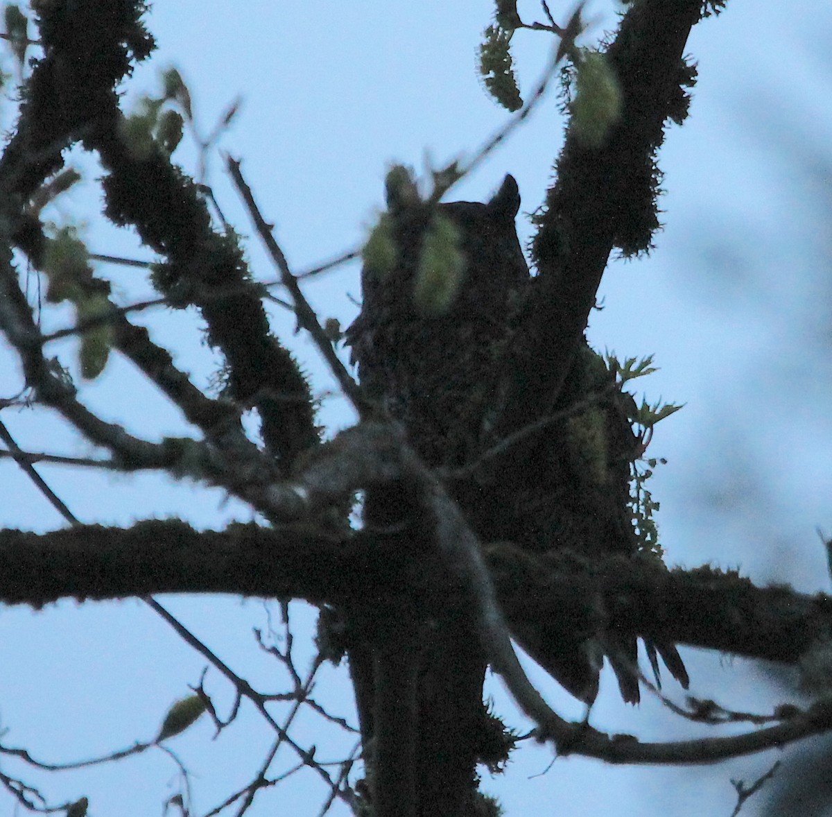 Great Horned Owl - ML617121060