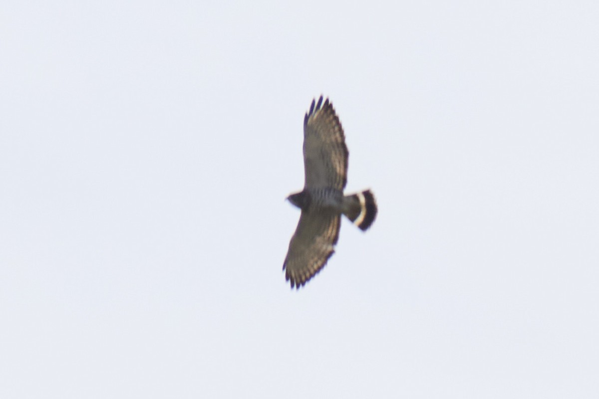 Broad-winged Hawk - ML617121068