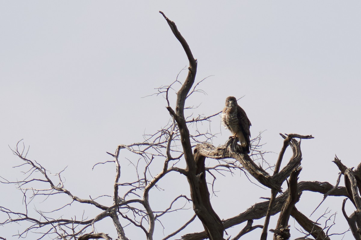 Broad-winged Hawk - ML617121069