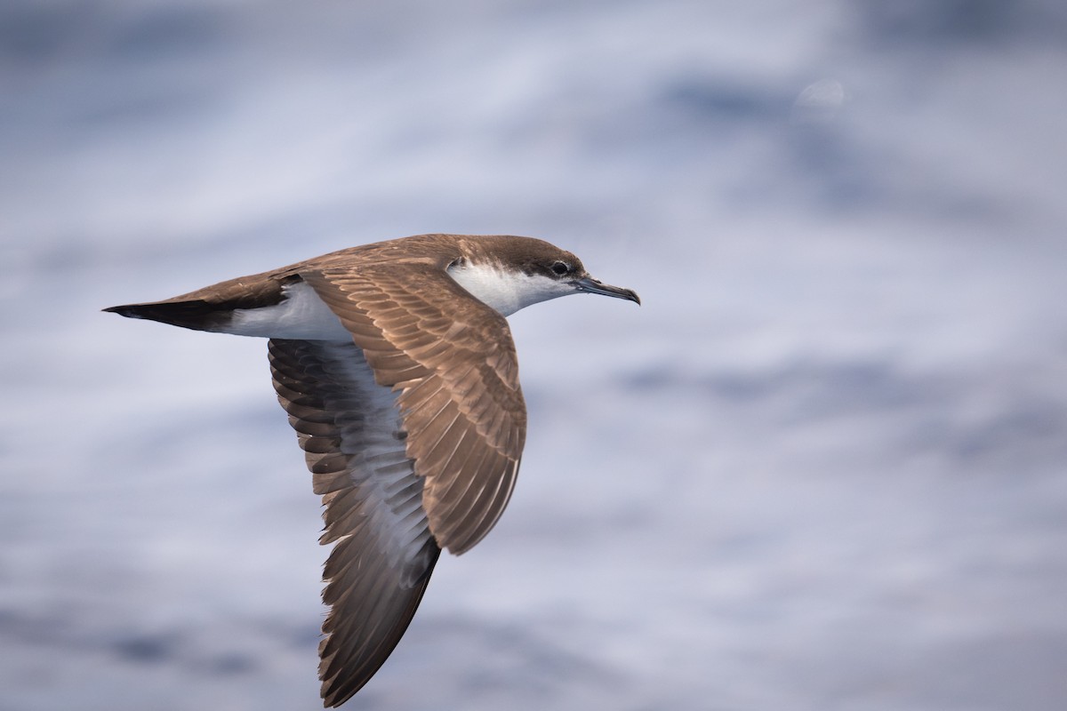 Galapagos Shearwater - ML617121093